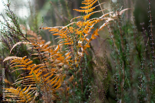 Wallpaper Mural Fougères et bruyères sauvages Torontodigital.ca