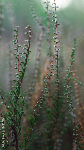 Wallpaper Mural Fougères et bruyères sauvages Torontodigital.ca