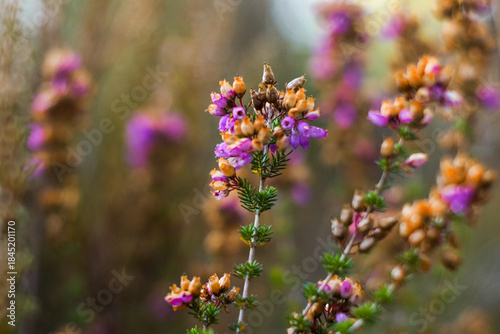 Wallpaper Mural Fougères et bruyères sauvages Torontodigital.ca