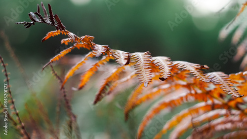 Wallpaper Mural Fougères et bruyères sauvages Torontodigital.ca