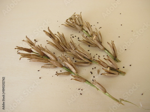 Capsule fruit and seeds from the Oenothera Evening-primrose