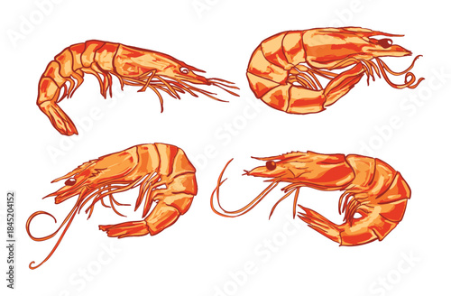 Realistic Shrimp Illustration Set