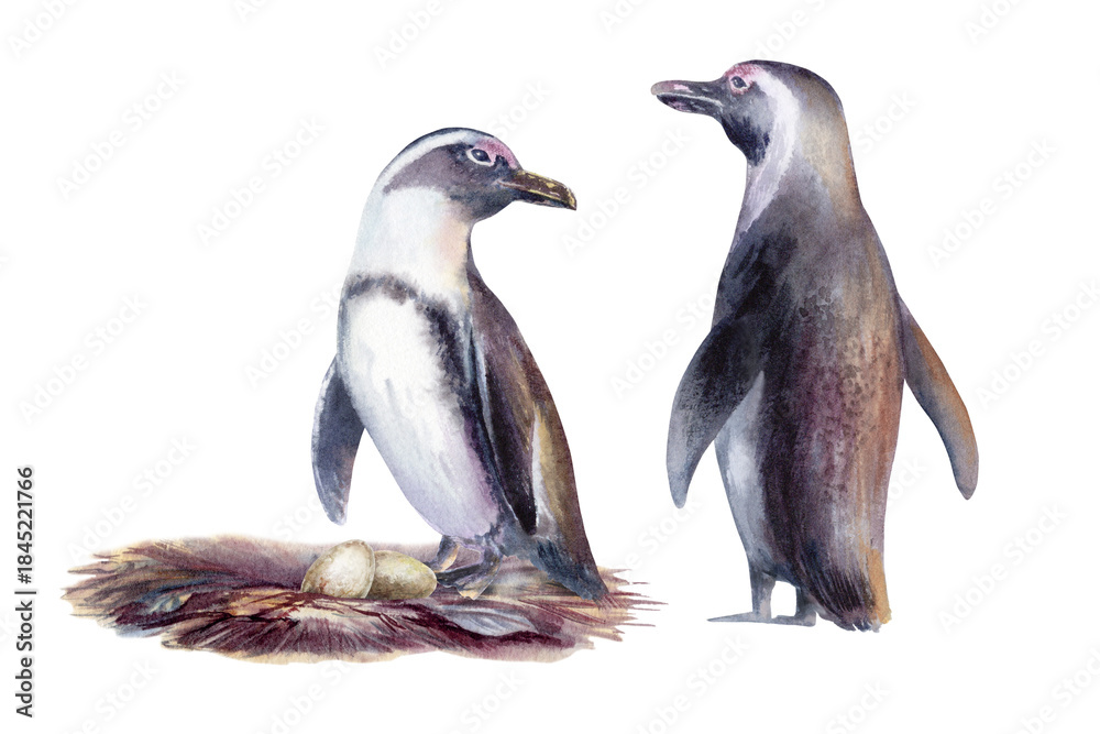 Fototapeta premium Bonded pair of endangered African penguins,with eggs in a nest,fragile symbol of life and conservation.Hand drawn clipart in gentle watercolor washes,for eco campaigns,educational,wildlife advocacy