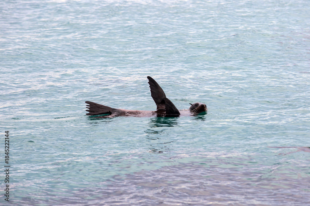 Obraz premium An Australian Fur Seal resting in shallow water with flippers in the air. This is a technique called 'sailing' used to thermoregulate body temperature.