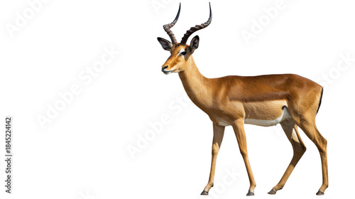 Obraz na płótnie Elegant Impala on Isolated Background