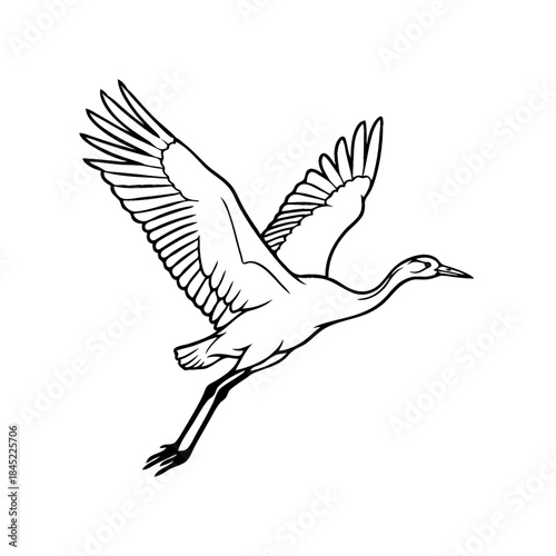 Soaring Crane Illustration: A graceful crane is captured mid-flight, its wings spread wide against an unseen backdrop. The illustration emphasizes the bird's elegant form and the freedom of flight. 