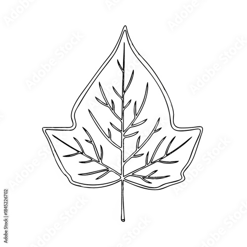 Leaf's Elegant Detail: An isolated, black-and-white line drawing showcasing the exquisite anatomy of a leaf, with its delicate veins.