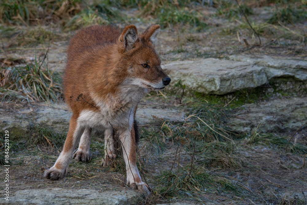 Fototapeta premium Red Dog or an Asian Wild Dog