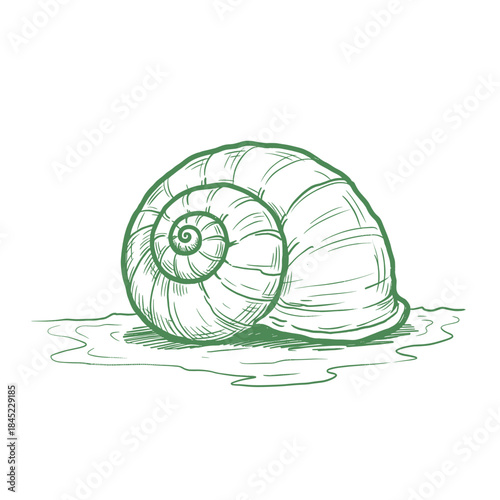 Green Snail Shell Sketch.Hand Drawn Spiral Shell.Vintage Engraving Seashell.Mollusk Home Line Art.Nature Spiral Illustration