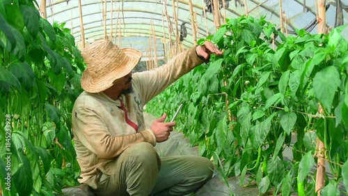 A young African farmer using digital tablet while standing in his growing hot pepper field. male farmer using digital tablet at greenhouse. farmer checking crops in hothouse. crouching to inspect.