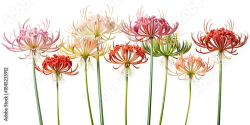 Tableau sur toile Vibrant lycoris flowers in pink, orange, and red hues against a dark background
