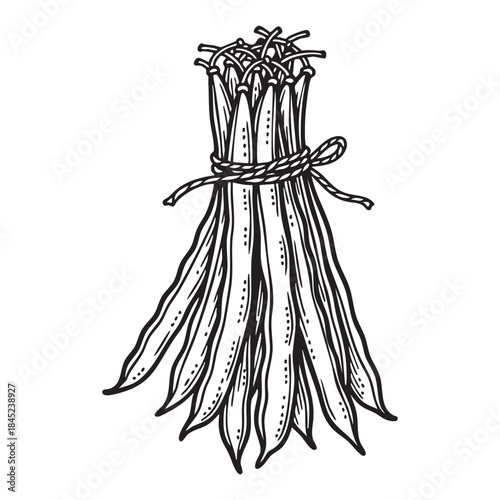 Green String Beans Engraving