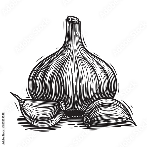Garlic Bulb and Cloves Engraving