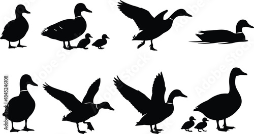 Silhouettes of ducks, flying ducks, swimming ducks, and ducklings, wildlife bird illustration set for nature design, farming graphics, and outdoor themes