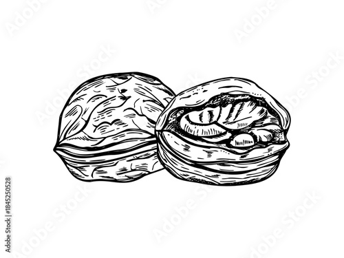 Walnuts monochrome vector line art black ink sketch in engraved style. Hand drawn whole walnut and partially peeled nut in shell graphic illustration. Healthy snack for wellness, and natural product