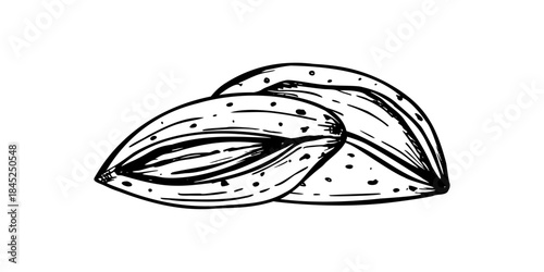 Two almond nuts in cracked shells monochrome vector composition isolated in etching style. Almonds in nutshell illustration for healthy snack packaging, nutrition blogs, cooking application