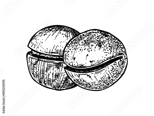 Hand drawn monochrome unpeeled macadamia nuts in shell vector illustration painted by black inks. Healthy nuts etching drawing set. Raw food for packaging, cookbooks, health blogs, website design