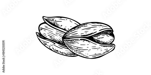 Two pistachio nuts in shell vector isolated black inks illustration in engrave style. Dried salted pistachios nut snack composition for healthy snack packaging, vegan food blogs, ingredient lists