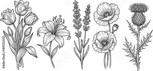 Botanical flower illustration set, black and white vector style, tulip, lily, lavender, poppy, thistle, nature, floral, sketch