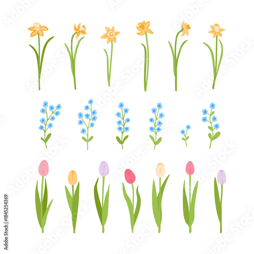 Primroses spring flowers set. Tulip, daffodil, forget-me-not flower simple botanical illustration. Stylized vector design elements for holiday cards, invitations.