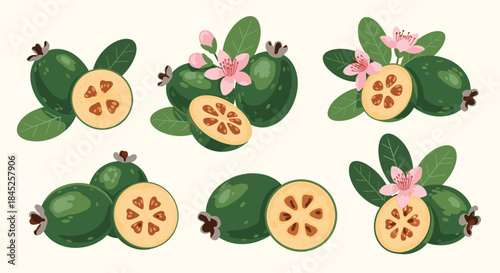Set of beautiful feijoa fruit illustrations showing whole and sliced fruit with green leaves and delicate pink blossom flowers.