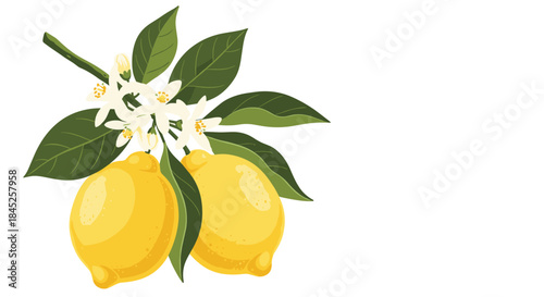 Beautiful illustration of a fresh yellow lemon tree branch with green leaves and white blossom flowers on a white background.