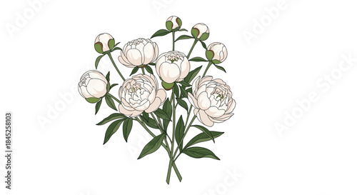 A delicate and beautiful bouquet of white peony flowers and buds with green leaves isolated on a clean white background.