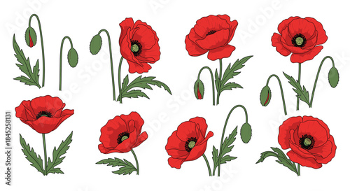 A collection of beautifully illustrated red poppy flowers with green stems and leaves perfect for botanical and memorial designs.