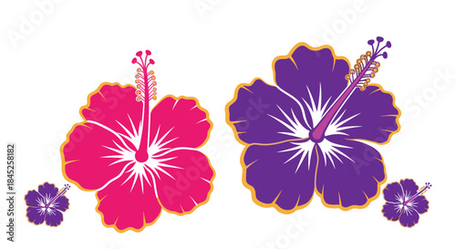 Two vibrant hibiscus flowers one pink and one purple with detailed petals and stamen for tropical summer design projects.