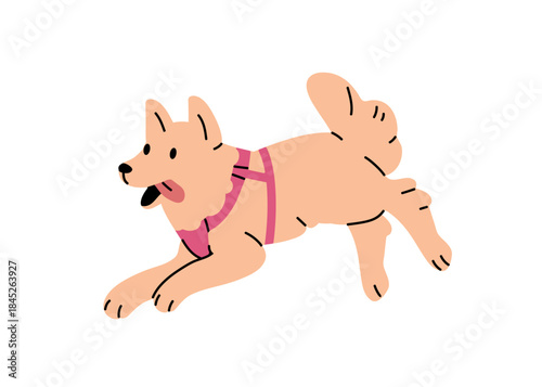 Cute fluffy puppy with sticking tongue runs fast. Happy Pomeranian Spitz with pink dog harness has fun. Funny pet of little breed plays, rushing. Flat isolated vector illustration on white background