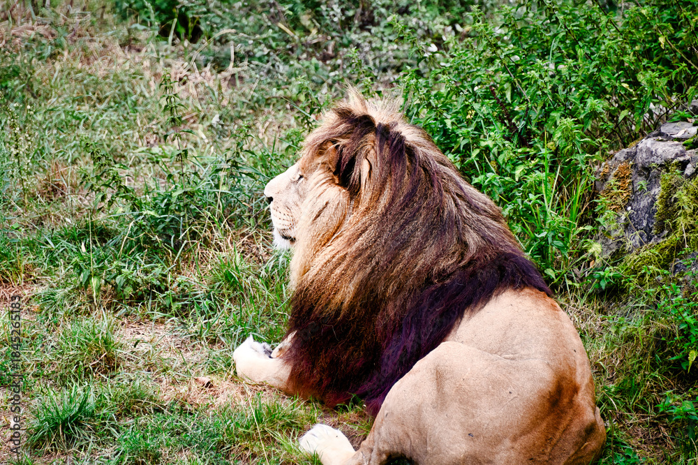 Naklejka premium Löwenmännchen in einem Tierpark 