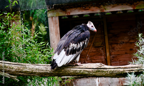 schöner Wollkopfgeier in einem Tierpark 