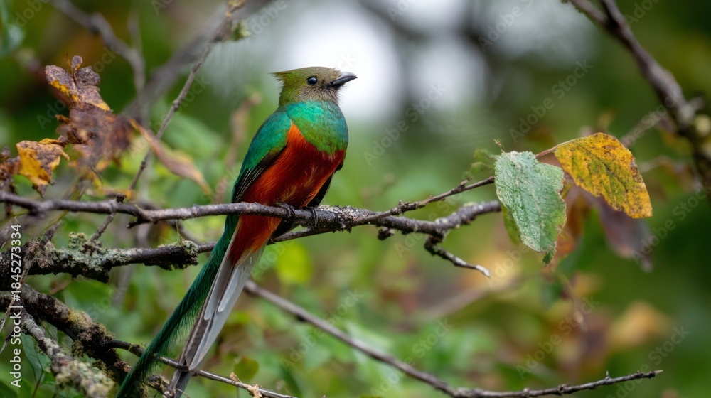 Fototapeta premium A striking bird with radiant feathers showcases vibrant green and red hues. It rests elegantly on a branch, surrounded by colorful leaves, bringing a splash of life to the tranquil forest atmosphere