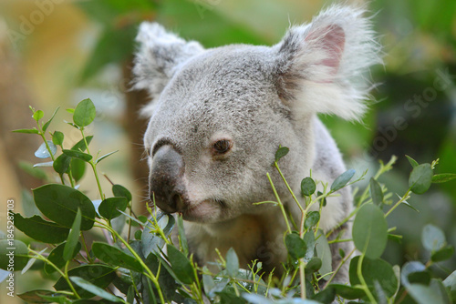 Photography koala in a tree