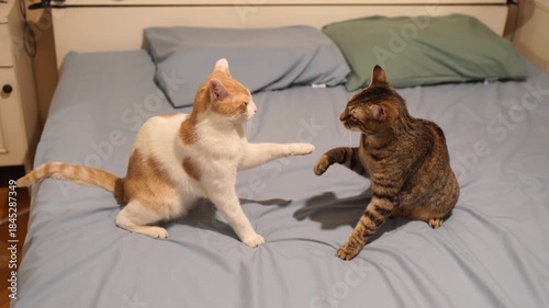 Two cute cats are playing on a bed in a funny animal video