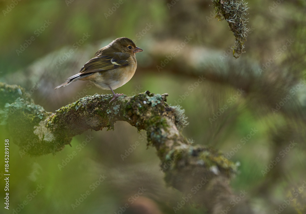 Fototapeta premium Blue chaffinch female or juvenile Tenerife