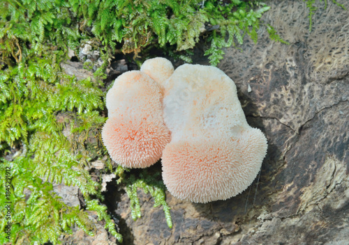 Edible mushroom on tree (Hericium erinaceus)
