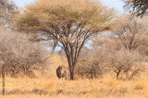 Wallpaper Mural Common ostrich (Struthio camelus) female in Tarangire National Park, Tanzania Torontodigital.ca
