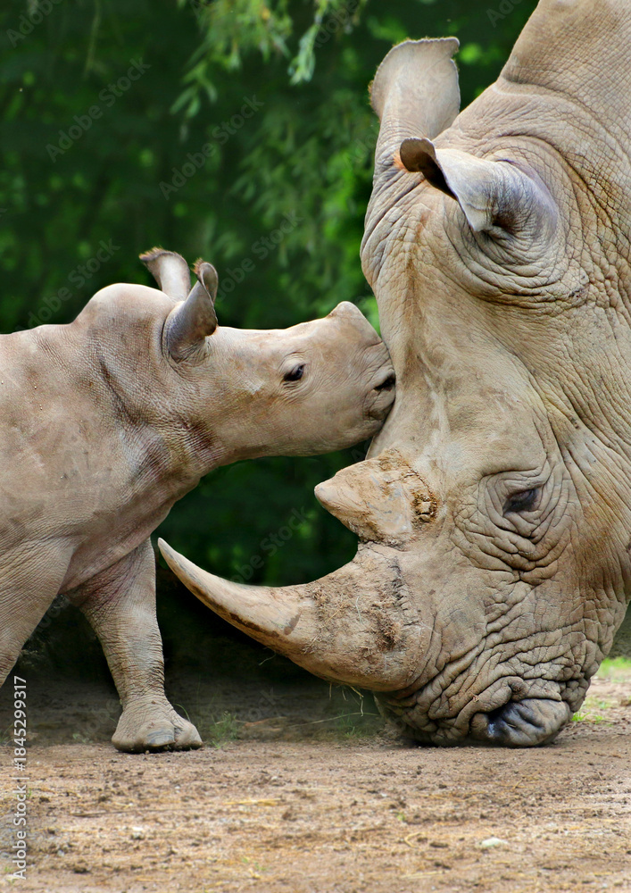 Fototapeta premium Breitmaulnashorn (Ceratotherium simum) Muttertier mit Jungtier