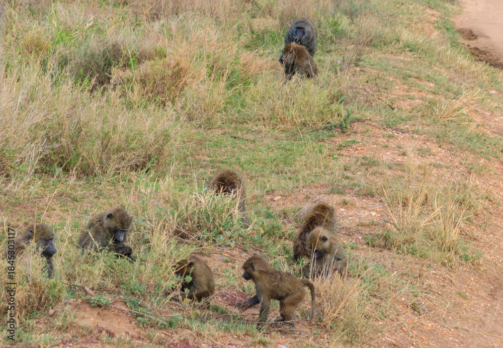 custom made wallpaper toronto digitalGroup of Olive Baboons (Papio anubis) sitting together on a ground in savanna in Serengeti national park, Tanzania