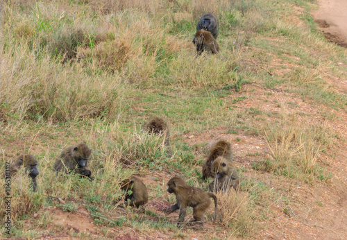 Wallpaper Mural Group of Olive Baboons (Papio anubis) sitting together on a ground in savanna in Serengeti national park, Tanzania Torontodigital.ca