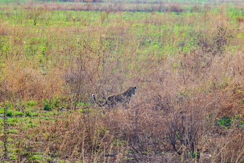 Wallpaper Mural African leopard (Panthera pardus pardus) walking in grass in Serengeti National park, Tanzania Torontodigital.ca