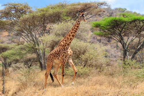 Wallpaper Mural Giraffe in savanna in Serengeti national park in Tanzania. Wild nature of Tanzania, East Africa Torontodigital.ca