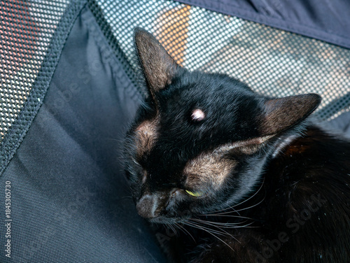 Close up portrait of a black cat lying down, showing a visible lump or tumor on its forehead, pet health, vet visit, and disease concept.