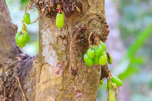 Wallpaper Mural Fruits of Bilimbi tree (Averrhoa bilimbi) in spice farm in Zanzibar, Tanzania Torontodigital.ca