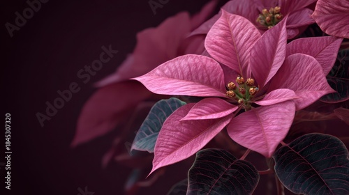 Poinsettia Blossom: A close-up showcases a stunning poinsettia, its vibrant pink bracts unfurling in delicate symmetry, a testament to the beauty of nature. 