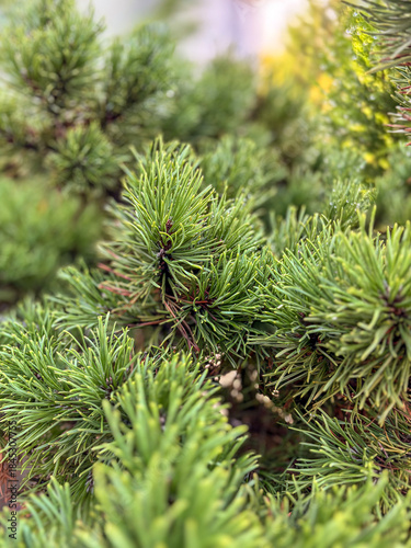 Green Pine Needles Texture with Soft Bokeh Background
