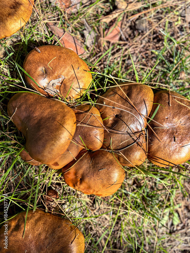 Top View of Brown Slippery Jack Mushrooms on Forest Floor