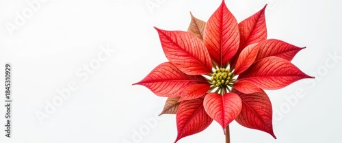 Bright red poinsettia flower with detailed petals and green leaves isolated on white background