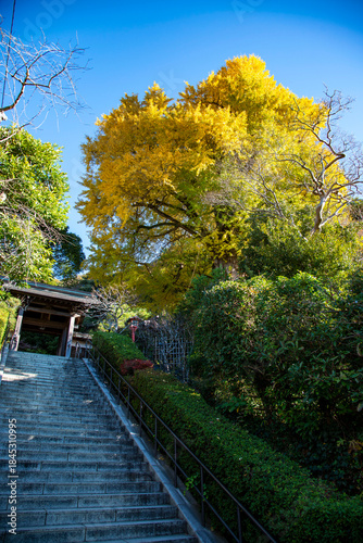 鎌倉251205　荏柄天神社4　黄葉